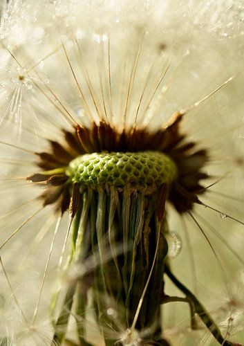 Binnen in de Paardenbloem – Bijzondere Macro Natuurfotografie met Dauwdruppels