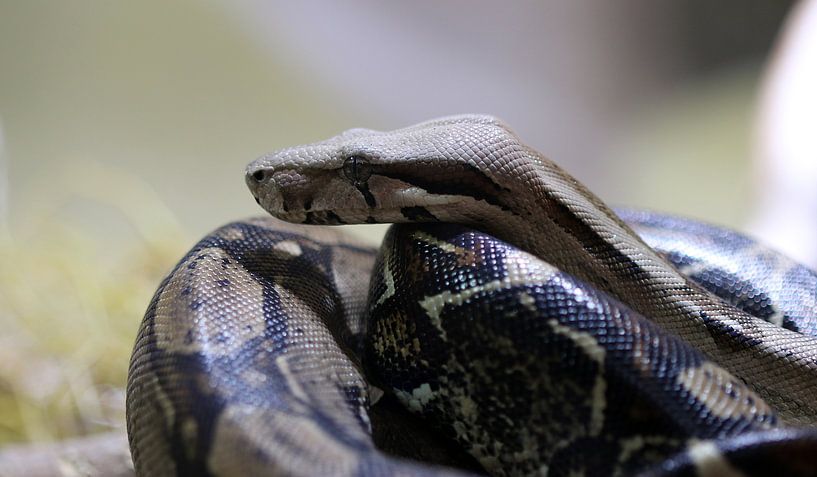 Kaiserboa von Matthias Brix
