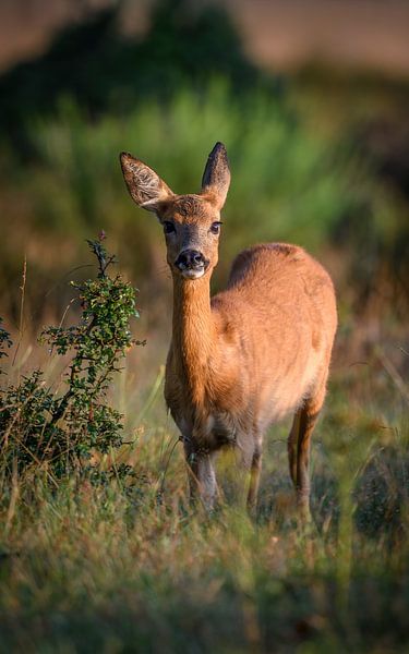 Reh von Andy van der Steen - Fotografie
