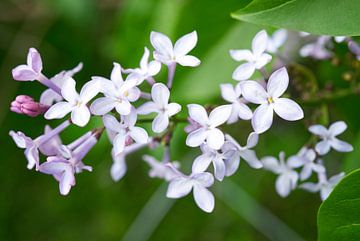 Violetlila bloemen 0421 van Iris Holzer Richardson