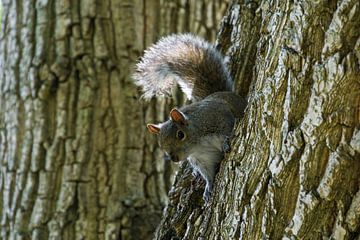 USA, Florida, Niedliches kleines Eichhörnchen, das auf einem Baumstamm in einem von adventure-photos