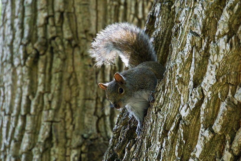 USA, Florida, Cute little squirrel climbing on a tree trunk in a by adventure-photos