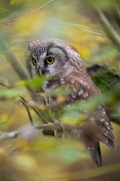 Boreal Owl / Tengmalm's Owl  ( Aegolius funereus ) sitting in a tree in midst of autumnal colored ye by wunderbare Erde