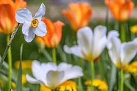 Narzissen und Tulpen im Sonnenschein von Photoart-Naegele