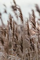Winters riet. Fine art fotografie. Wanddecoratie. Moody en Aardetinten
