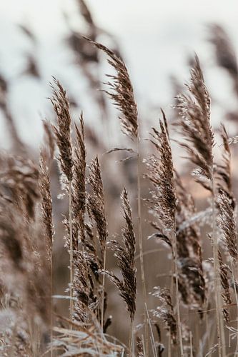 Winter reeds. Fine art photography. Wall decoration. Moody and earthy tones