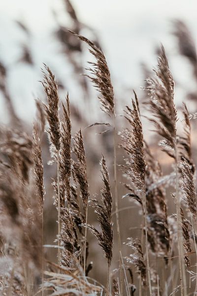 Winters riet. Fine art fotografie. Wanddecoratie. Moody en Aardetinten van Quinten van Ooijen