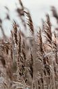 Winters riet. Fine art fotografie. Wanddecoratie. Moody en Aardetinten van Quinten van Ooijen thumbnail