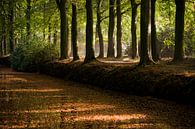 Sfeervol verlichte boslaan in de herfst van Fotografiecor .nl thumbnail