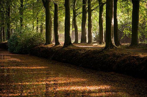 Stimmungsvoll beleuchtete Waldallee im Herbst
