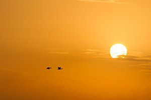 Brandgänse bei Sonnenuntergang von Marcel Antons