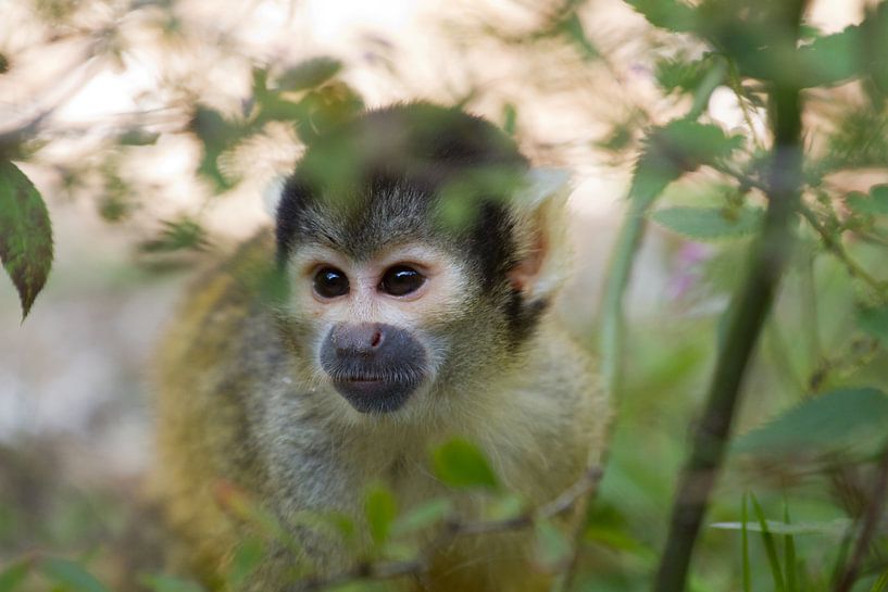Jungle Fever by Dagmar Hijmans