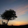 zonsondergang Heide met boom (veluwe) van Frans Roos