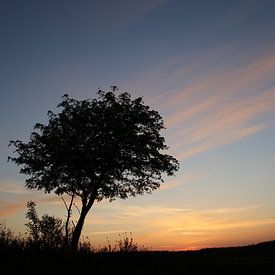 zonsondergang Heide met boom (veluwe) van Frans Roos