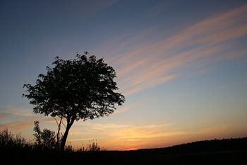 Sonnenuntergang Heide mit Baum (Veluwe)