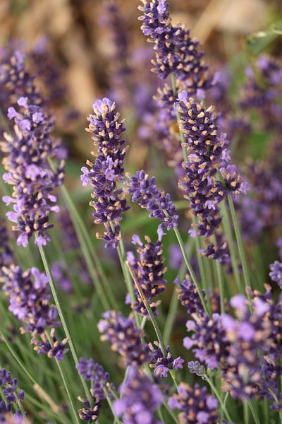 Lavendel van Christel Smits