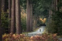 The lone biker