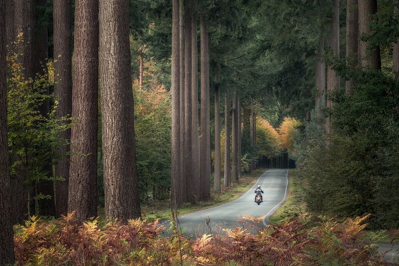 The lone biker by Alex Riemslag