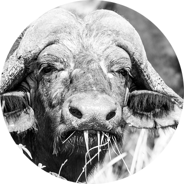 Buffel (Zuid-Afrika) van Lizanne van Spanje
