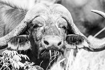Büffel (Südafrika) von Lizanne van Spanje