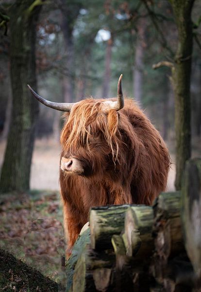 Scottish highlander by René Beijer