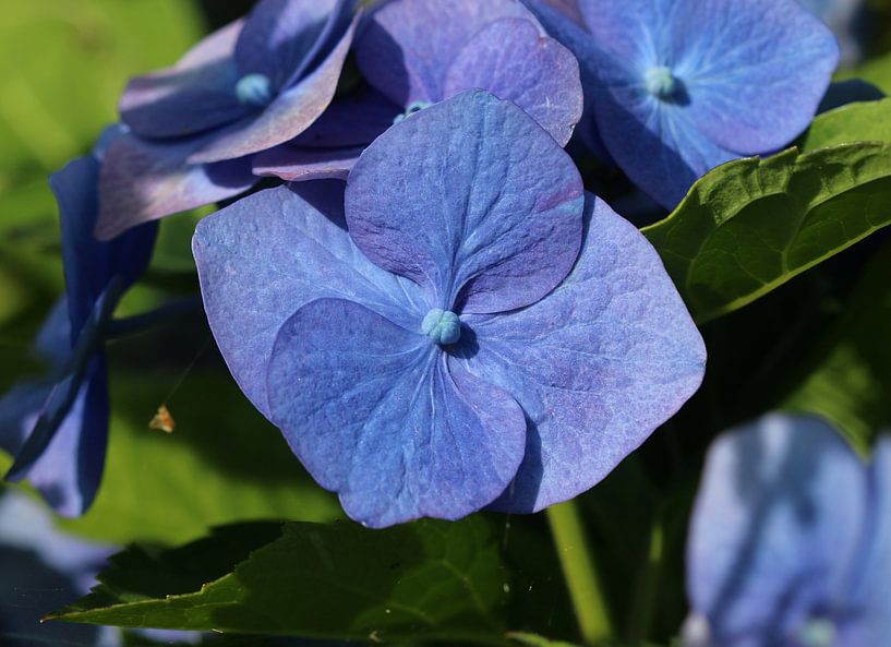 Hydrangea by Matthias Brix