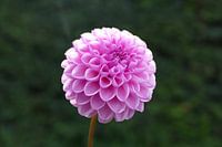 Purple flower