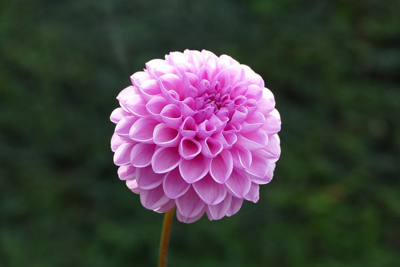 Purple flower by Mark Sebregts