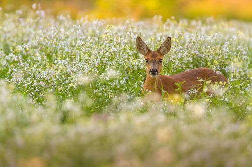 Chevreau dans le sarrasin