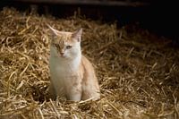 Kat in de stal
