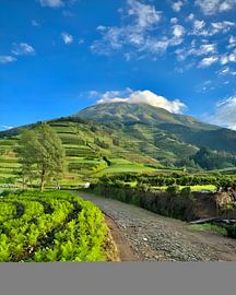 Landscape by Ricko Van Houten