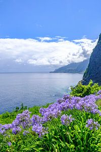Lily of the Nile flowers Madeira island during a beautiful summer day