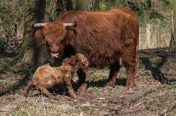 een heel jong pasgeboren kalf van een Schotse hooglander,paar uur oud van ChrisWillemsen