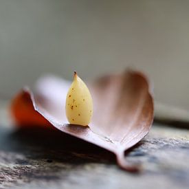 Im Gleichgewicht von Angelique Raaijmakers