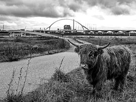 Nijmegen by Carina Meijer ÇaVa Fotografie