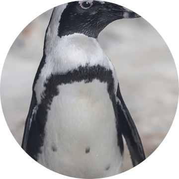 staat en kijkt Galapagos pinguïn, ziet er schattig uit, roze snuit zwart staartkleed van Michael Semenov