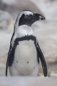 steht und schaut Galapagos-Pinguin, sieht niedlich aus, rosa Schnauze schwarzer Frack von Michael Semenov