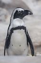 staat en kijkt Galapagos pinguïn, ziet er schattig uit, roze snuit zwart staartkleed van Michael Semenov thumbnail