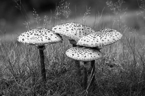 Champignons