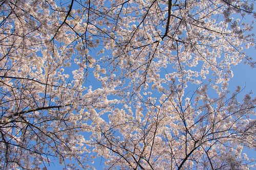 Japanse bloesem in het Amsterdamse Bos.
