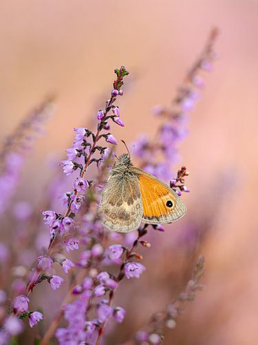 Heide en vlinder