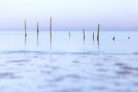 Eel traps in the North Sea