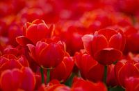 Rote niederländische Tulpen in Nahaufnahme/ Red Dutch Tulips in close up