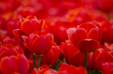 Hollandse rode tulpen in close up/ Red Dutch Tulips in close up van Joyce Derksen