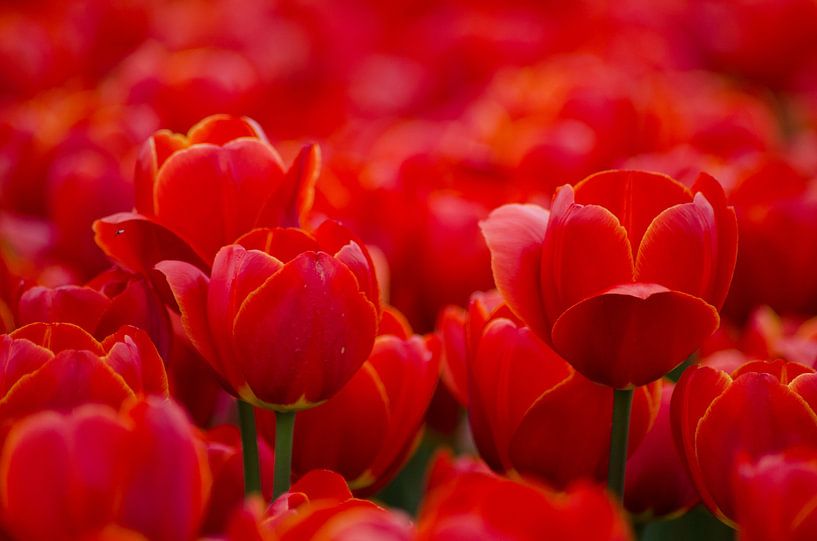 Rote niederländische Tulpen in Nahaufnahme/ Red Dutch Tulips in close up von Joyce Derksen