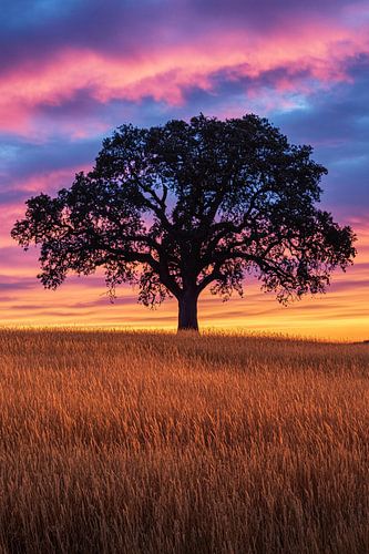 Arbre solitaire au coucher du soleil
