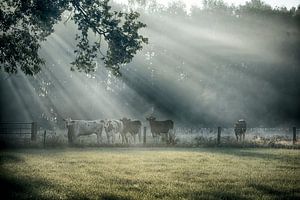 ochtendmist Pannenhoef natuurgebied van Egon Zitter