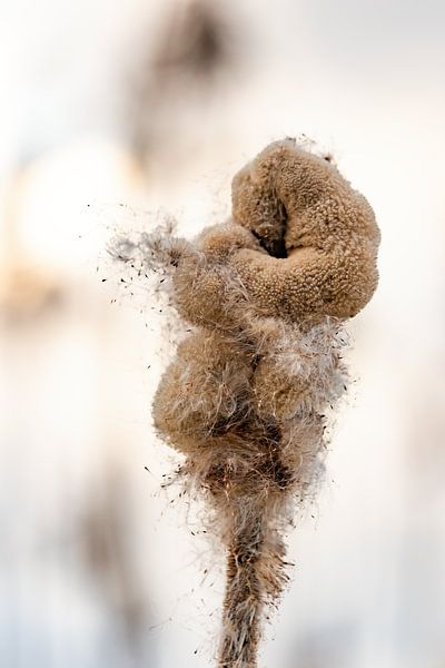 Spraying Bulrush by marijke dijk