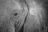 Close-up oog van een Afrikaanse olifant