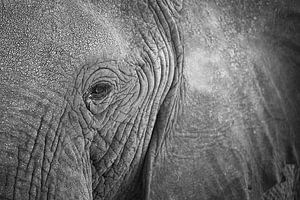 Close-up oog van een Afrikaanse olifant van Krijn van der Giessen